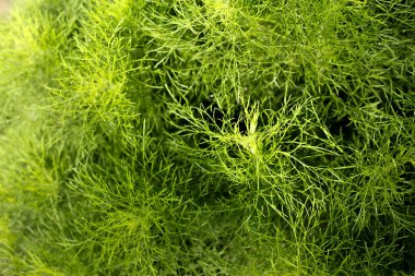 Yeşil taze doğal yaprak arka planı