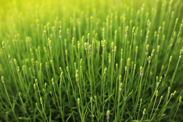 Bahçede yaz güneşli çim