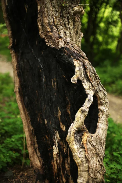 doğada yanmış kabuk ağacı