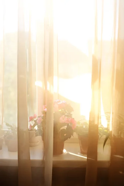 mağaza için pencere batımı iç ev çiçekleri üzerinde bitkiler 