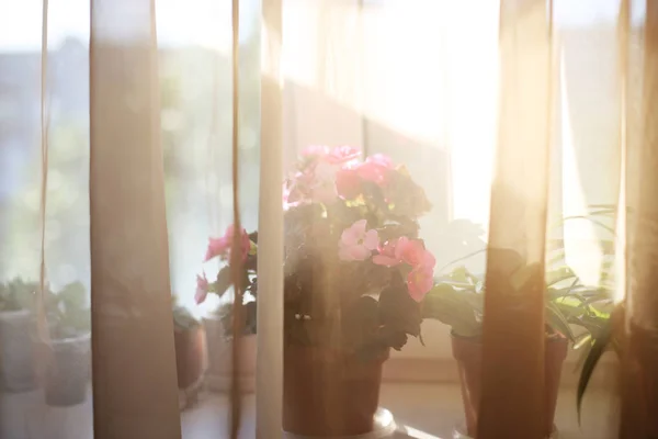 mağaza için pencere batımı iç ev çiçekleri üzerinde bitkiler 