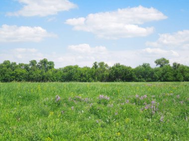 Yaz aylarında güneşli alan çayır yeşil çim ve mavi gökyüzü köyünde