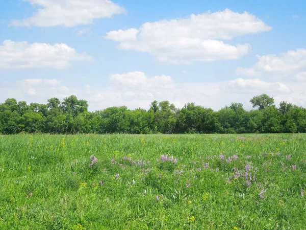 Yaz aylarında güneşli alan çayır yeşil çim ve mavi gökyüzü köyünde