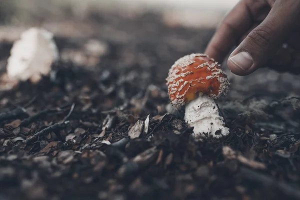 Plocka giftiga svampar i skogen — Stockfoto