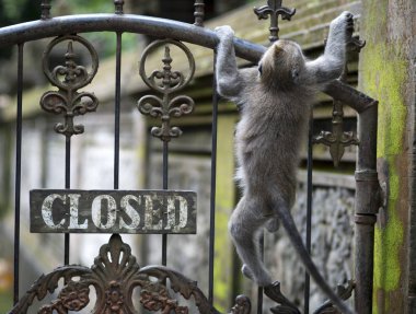 A monkey breaks the rules by climbing over the fence clipart