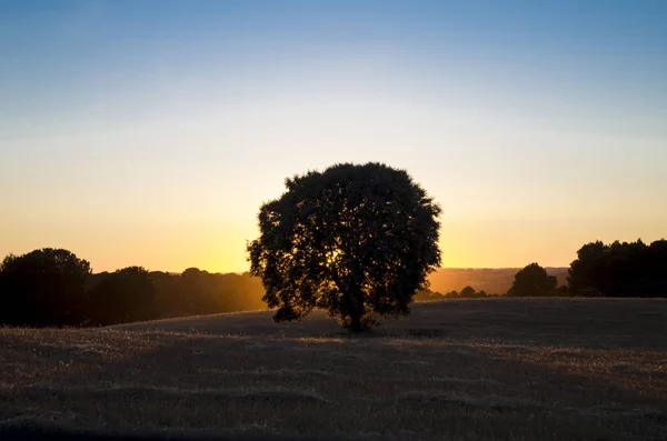 Geïsoleerde olijfboom met een zonsondergang licht achtergrond — Stockfoto