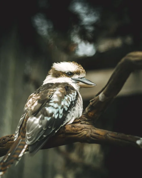 Mavi kanatlı Kookaburra, avustralya'nın en ünlü kuşu — Stok fotoğraf