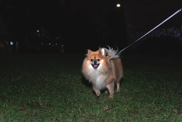 Un perro macho pomerano con correa en la noche con un fondo negro. Espacio para el tipo . — Foto de Stock