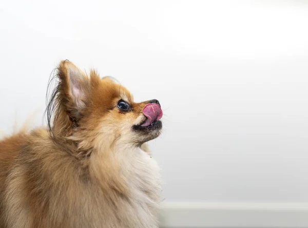 Peludo y juguetón pom mueve su lengua debido a su hambre — Foto de Stock