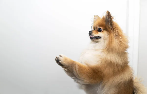 Un perro pom bien entrenado está de pie sobre sus piernas sobre un fondo blanco — Foto de Stock
