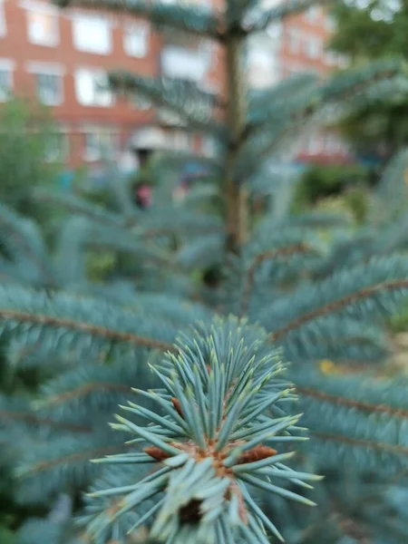 Spruce Front House — Stock Photo, Image