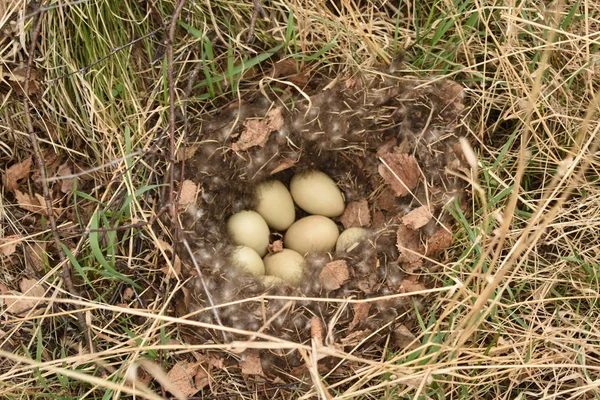美丽的鸭巢在春天干草 — 图库照片