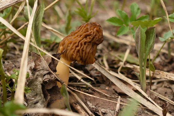 Morel Mushroom Leaning Right Dry Grass — Stock Photo, Image