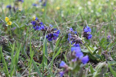uzak Sibirya'da bahar çiçekleri bir isyan