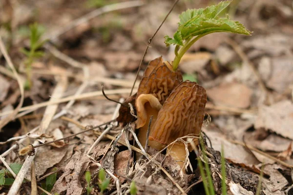 Cogumelo Com Uma Folha Germinada Dentro — Fotografia de Stock