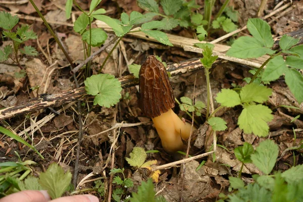 Champignon Ratatiné Brun Sur Une Tige Épaisse Dans Herbe — Photo