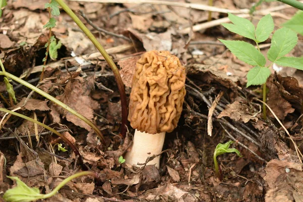 Spring Dry Grass Shrouded Morel Mushroom — Stock Photo, Image