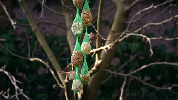 Dwa Wróble Jedzą Nasiona Zawieszone Drzewie Karmienie Ptaków Zimą — Wideo stockowe
