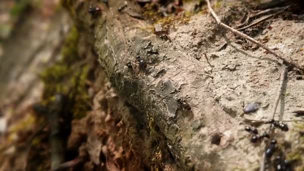 Karıncalar Takım Çalışması Vahşi Doğal Ortamda Çalışma Böceklerin Makro Görünümü — Stok video