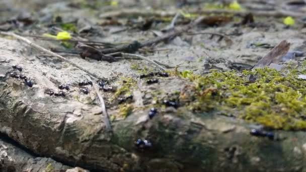 Mrówki Pracy Zespołowej Makro Widok Pracujących Owadów Środowisku Naturalnym Dzikich — Wideo stockowe