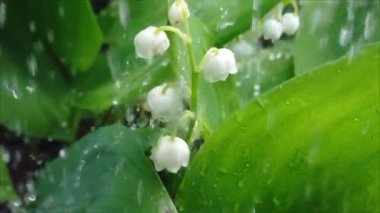 Yavaş çekimde yaprakları arasında vadinin zambakları yağmur. Convallaria ıslak beyaz çiçekler ve düşen yağmur damlaları ile yaprakları. Temiz su, ekoloji ve doğal çevre.