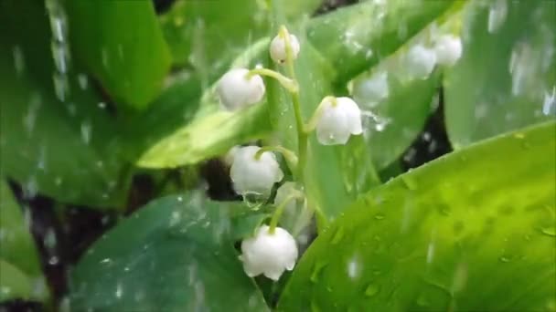 スローモーションで葉の間の谷のユリに雨 コンバラリアの湿った白い花と落ちる雨滴と葉 きれいな水 生態系 自然環境 — ストック動画