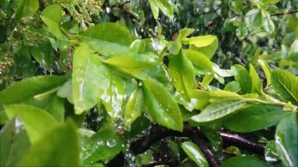 スローモーション映像に雨が降ります 雨滴が落ちると濡れた緑の葉 生態と自然環境の概念 — ストック動画