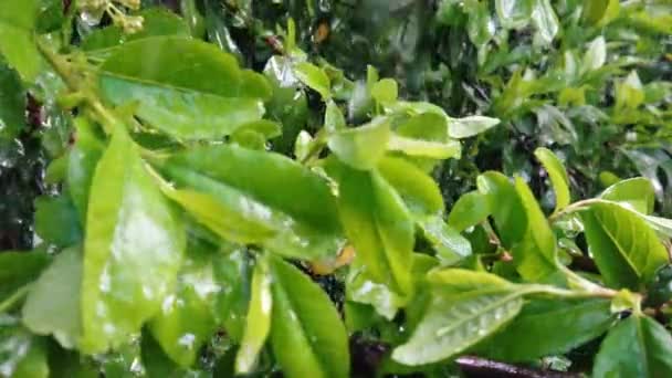 Lluvia Cae Imágenes Cámara Lenta Hojas Verdes Húmedas Con Gotas — Vídeo de stock