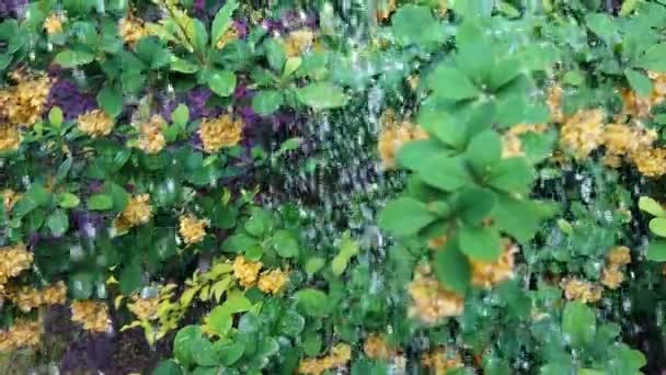 Déšť Klesá Pomalém Záběru Vlhké Zelené Listí Padající Dešťové Kapky — Stock video