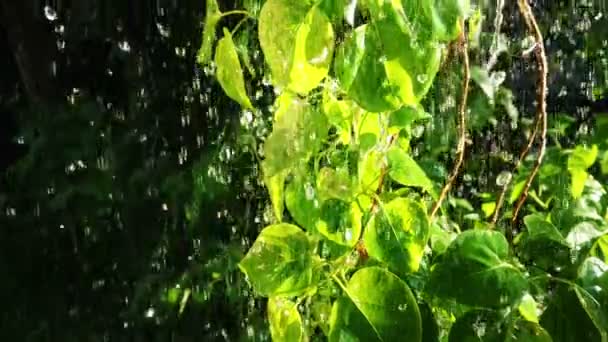 Regn Droppar Slow Motion Filmning Våta Gröna Blad Med Regndroppar — Stockvideo