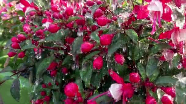 Grandi Gocce Acqua Spruzzano Sul Fiore Fucsia Rallentatore Pioggia Estiva — Video Stock