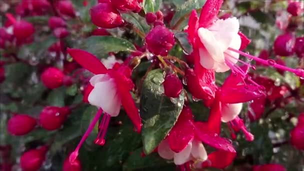 Grandes Gouttes Eau Éclaboussent Sur Fleur Fuchsia Ralenti Pluie Estivale — Video