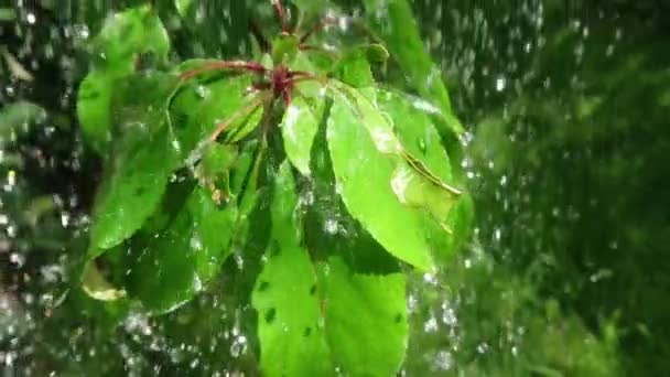 Grandes Gouttes Eau Éclaboussent Sur Les Feuilles Vertes Ralenti Pluie — Video