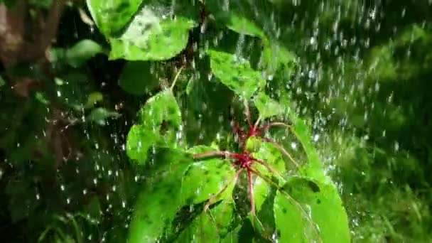 大水滴溅在绿叶上缓慢运动 自然环境中的夏季雨 — 图库视频影像