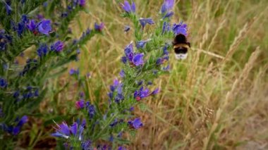Çiçek yavaş çekim görüntüleri bumblebee. Yaban direği tozlaşması. Doğal ortamda böcek.