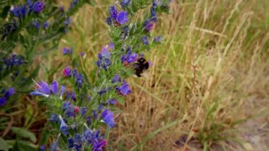 Çiçek yavaş çekim görüntüleri bumblebee. Yaban direği tozlaşması. Doğal ortamda böcek.