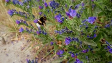 Çiçek yavaş çekim görüntüleri bumblebee. Yaban direği tozlaşması. Doğal ortamda böcek.