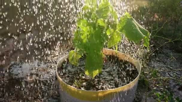 Arroser Concombre Ralenti Dans Pot Recyclage Avec Lumière Soleil Été — Video