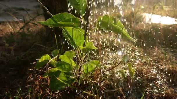 在夏天的阳光下 浇幼植物会慢动作 生态与自然环境概念 — 图库视频影像