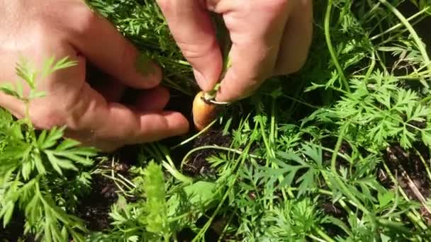 Καρότο Αναπαράγεται Στον Κήπο Κηπουρός Παίρνει Ένα Φρέσκο Λαχανικό Βιολογική — Αρχείο Βίντεο