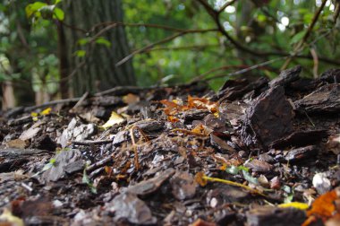 Ağaç kabuğu ve yapraklar orman çöpünde. Islak çalılık.