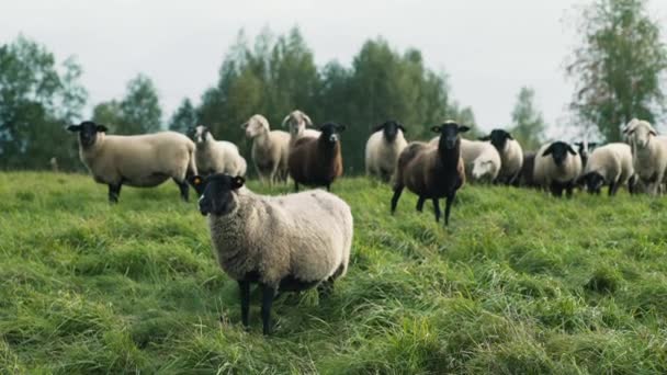 日落时在绿草山坡上的羊 — 图库视频影像