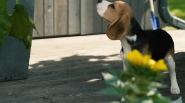 Beagle veranda etrafında koklama
