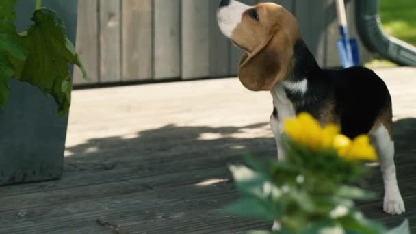 Beagle Snuiven Rond Veranda — Stockvideo