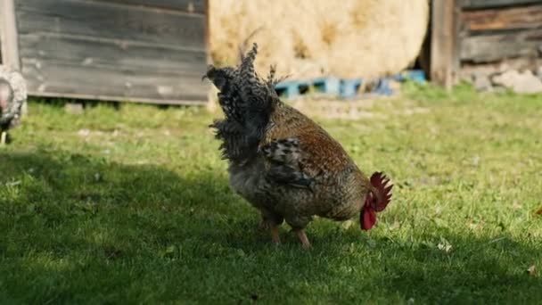 Rooster Portret Een Tuin — Stockvideo