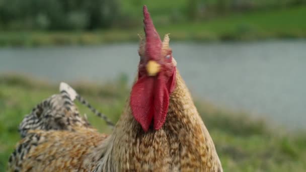 Retrato Galo Perto — Vídeo de Stock