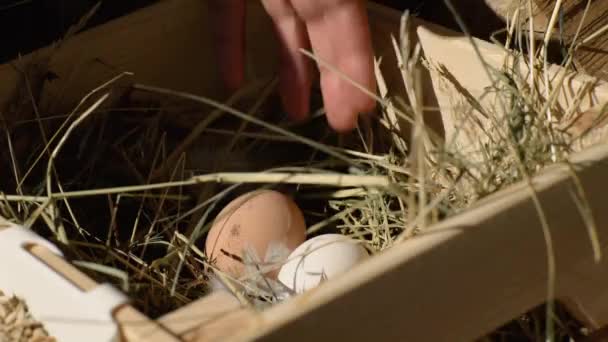 Het Nemen Van Eieren Van Mand Met Handen — Stockvideo