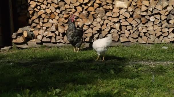 Poules Par Mur Bois Chauffage — Video