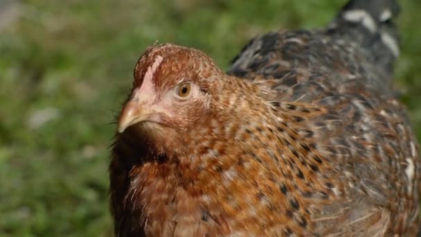 Gallina Marrón Mirando Cámara — Vídeos de Stock