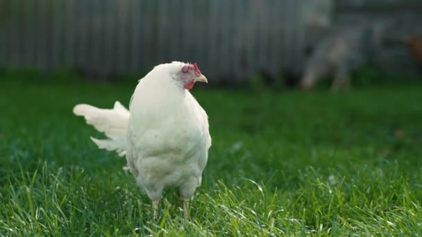 Weiße Henne Auf Einem Grünen Grasbauernhof — Stockvideo